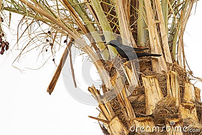 Tristram`s Starling Perched on Palm Tree Stock Photo