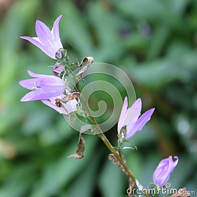 Triteleia laxa flower Close up Stock Photo