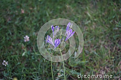 Triteleia laxa `Queen Fabiola` is a triplet lily. Germany Stock Photo