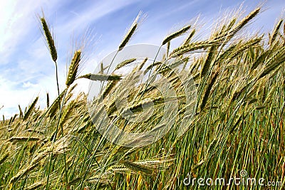 Triticale crop Stock Photo