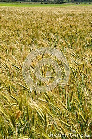 Triticale crop Stock Photo