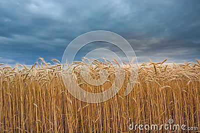 Triticale field and dark rainy clouds Stock Photo