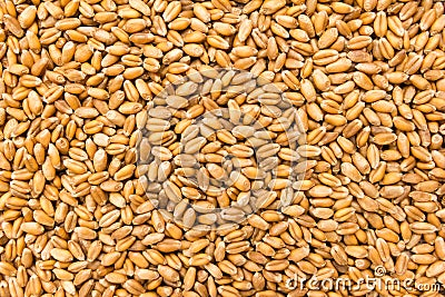 Wheat cereal grain. Closeup of grains, background use. Stock Photo