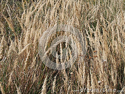 Triticum monococcum einkorn Stock Photo