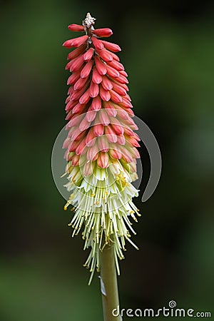 Tritoma, red hot poker, torch lily, knofflers or Stock Photo