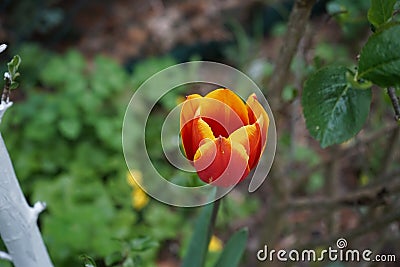 Triumph tulip 'Kees Nelis' yellow-red blooms in the garden in spring. Berlin, Germany Stock Photo