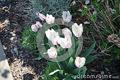 Triumph Tulips 'Flaming Flag' blooming in the garden in May. Berlin, Germany Stock Photo