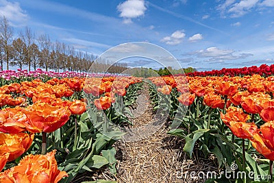 double fringed tulips Orange Passion Stock Photo