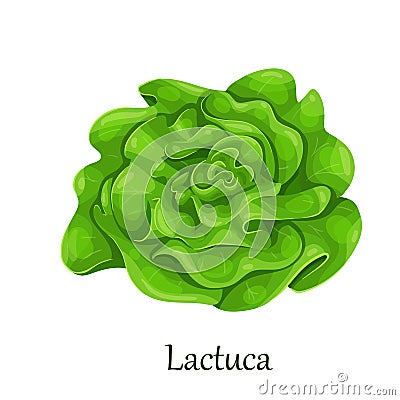 Trocadero lettuce salad, lactuca sativa Vector Illustration