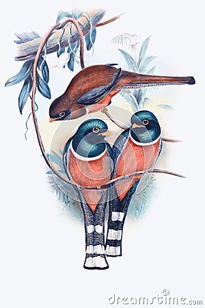 Trogon personatus Cartoon Illustration