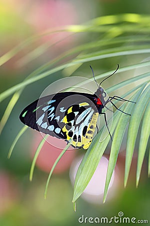 Troides helena Butterfly Stock Photo