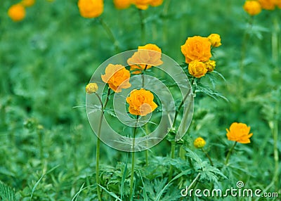 Trollius altaicus Stock Photo