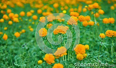 Trollius altaicus Stock Photo