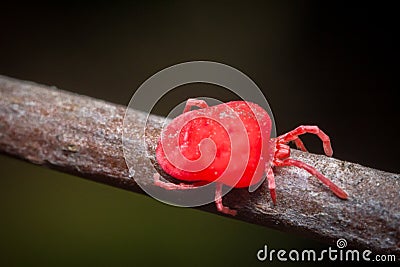 Trombidiidae Velvet Mite Stock Photo