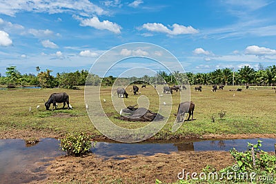 Troop of asian water buffalo on the meadow farm land Stock Photo