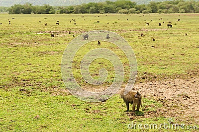 A troop of Baboons grazing Stock Photo