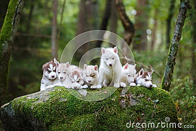 Troop of husky puppies Stock Photo