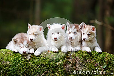 Troop of husky puppies Stock Photo