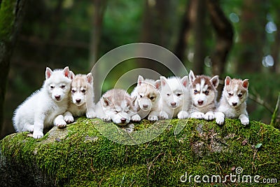 Troop of husky puppies Stock Photo