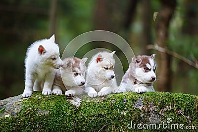 Troop of husky puppies Stock Photo