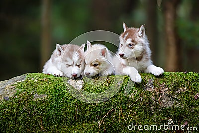 Troop of husky puppies Stock Photo