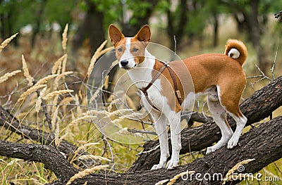 Troop leader on the tree branch looking into the distance Stock Photo