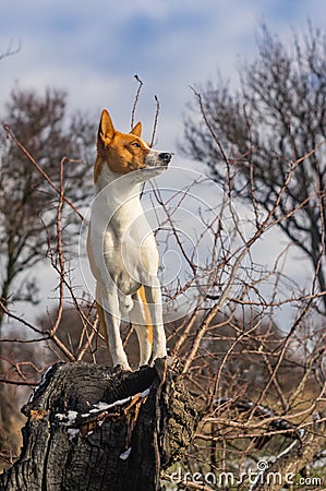 Troop leader on the tree branch looking into its acres Stock Photo