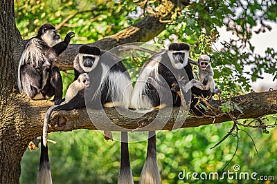 A troop of Mantled guereza monkeys plays with two newborns Stock Photo