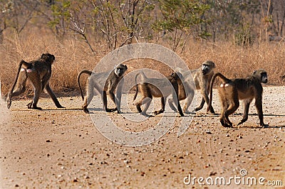 Troop of monkeys cross a dirt road in the African bushveld Stock Photo