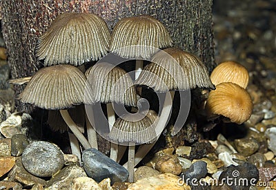 The Trooping Crumble Cap Fungi Stock Photo