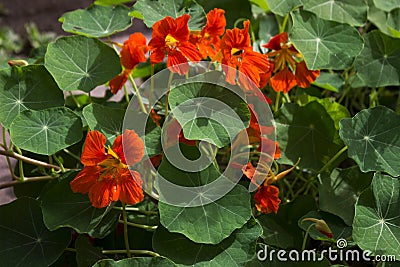 Tropaeolum majus, nasturtium - garden orange flowers, Stock Photo