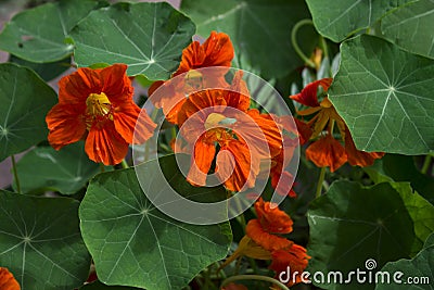 Tropaeolum majus, nasturtium - garden orange flowers, Stock Photo