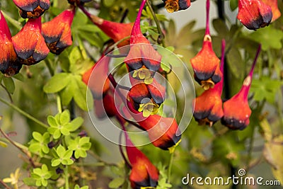 Beautiful flowers of Tropaeolum tricolor Editorial Stock Photo