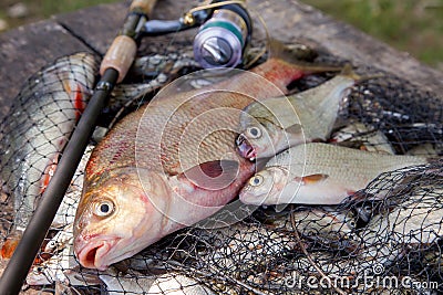 Trophy fishing. Big freshwater bronze bream or carp bream, white bream or silver bream and fishing rod with reel on landing net Stock Photo