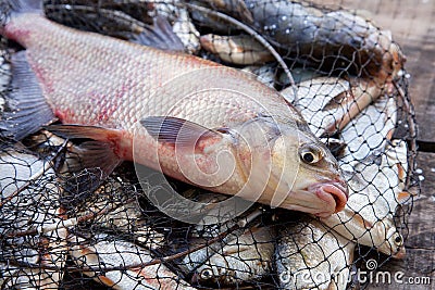 Trophy fishing. Big freshwater common bream fish on landing net Stock Photo