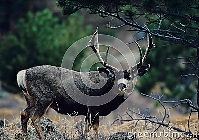 Trophy Mule Deer Buck Stock Photo