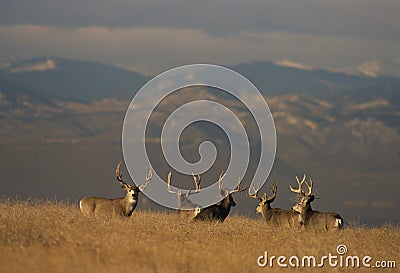 Trophy Mule Deer Bucks Stock Photo