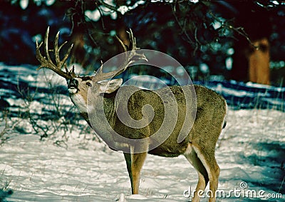 Trophy Nontypical Mule Deer Buck Stock Photo