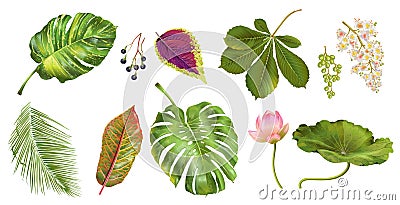 Tropial plants set Vector Illustration