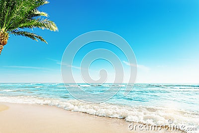 Tropic Beach with Palm Background. Summer Holiday Tropical Travel Resort. Paradise Beach Vacation. Background with Palm Tree Sand Stock Photo