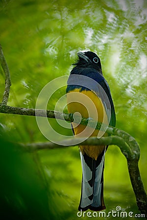 Tropic bird in the forest. Guianan Trogon, Trogon violaceus, yellow and dark blue exotic tropic bird sitting on thin branch in the Stock Photo