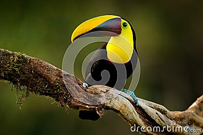 Tropic bird in forest. Rainy season in America. Chestnut-mandibled toucan sitting on branch in tropical rain with green jungle Stock Photo