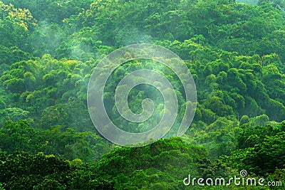 Tropic forest during rainy day. Green jungle landscape with rain and fog. Forest hill with big beautiful tree in Santa Marta, Colo Stock Photo