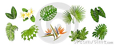 Tropic leaves. Jungle greenery, monstera and banana palm leaf, decorative tropical collection of exotic plants. Vector Vector Illustration