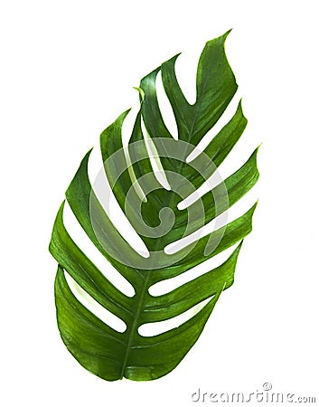 Tropic monstera palm jungle leaf isolated on white Stock Photo