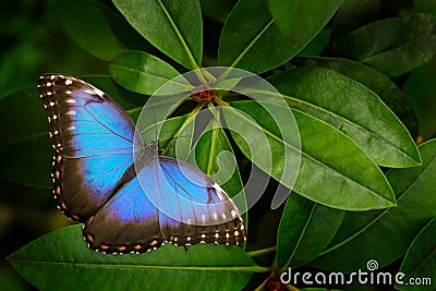 Tropic nature in Costa Rica. Blue butterfly, Morpho peleides, sitting on green leaves. Big butterfly in forest. Dark green vegetat Stock Photo