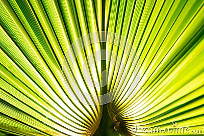 Tropic palm leaf in macro picture with abstract lines Stock Photo