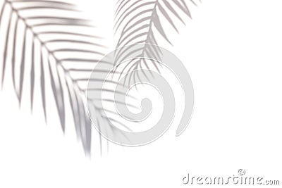 Tropic palm leaf shadow on the white wall. Stock Photo