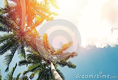 Tropic palms on the background of the sky Stock Photo