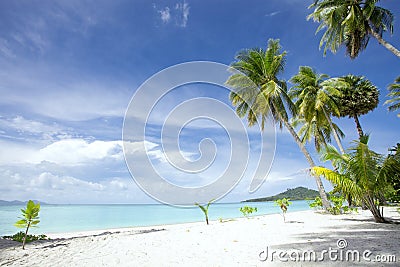 Tropic view Stock Photo